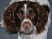 Alfie