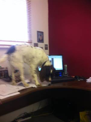 Alfie worktop