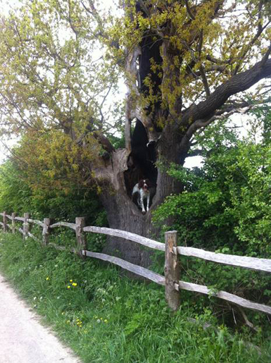 Tree dog