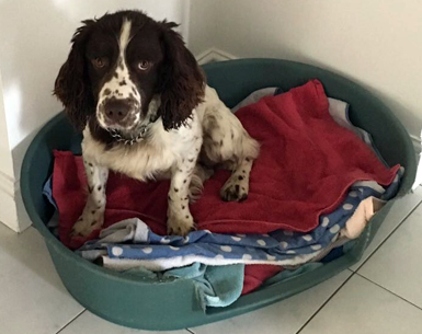 Archie Bed
